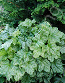 Heuchera 'Mint Julep'